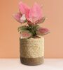 Greenkin Aglaonema Pink Plant in 6 inch Yellow Jute Planter Basket