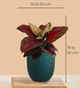 Greenkin Aglaonema Red Beauty Live Plant in Green Decor Pot