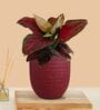Greenkin Aglaonema Red Beauty Live Plant in Red Decor Pot