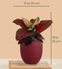 Greenkin Aglaonema Red Beauty Live Plant in Red Decor Pot