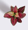 Greenkin Aglaonema Red Beauty Live Plant in Red Decor Pot