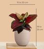 Greenkin Aglaonema Red Beauty Plant in Cream Decor Pot