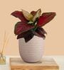 Greenkin Aglaonema Red Beauty Plant in Cream Decor Pot