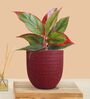 Greenkin Aglaonema Red Lipstick Live Plant in Red Decor Pot