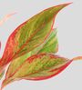 Greenkin Aglaonema Red Lipstick Live Plant in Red Decor Pot