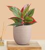 Greenkin Aglaonema Red Lipstick Plant in Cream Decor Pot