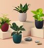Greenkin Air-Purifying Plants Combo of 4 Live Plants in Eco Pots
