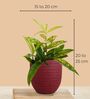 Greenkin Bamboo Dust Plant & Wishes Plant in Eco Pot