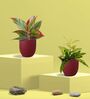 Greenkin Bamboo Gold Dust Plant & Red Plant in Eco Pot