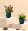 Greenkin Bamboo Gold Dust Plant & Red Plant in Eco Pot