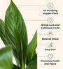 Greenkin Bamboo Gold Plant & Peace Lily Plant in Eco Pot