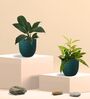 Greenkin Bamboo Gold Plant & Peace Lily Plant in Eco Pot