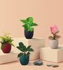 Greenkin Easy Care Air Purifying Plants Combo of 4 Live Plants in Eco Pots
