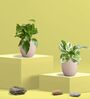 Greenkin Gold King & Njoy Money Plant in Eco pot
