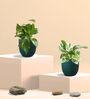 Greenkin Gold King & Njoy Money Plant in Eco pot