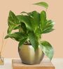 Greenkin Gold King Money Plant in Golden Metal Pot