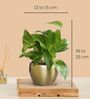 Greenkin Gold King Money Plant in Golden Metal Pot