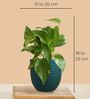Greenkin Gold King Money Plant in Green Decor Pot