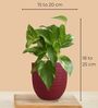 Greenkin Gold King Money Plant in Red Decor Pot