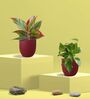 Greenkin Gold King Plant & Aglaonema Red Plant in Eco Pot