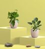 Greenkin Gold King Plant & Birkin Plant in Eco Pot