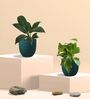 Greenkin Gold King Plant & Peace Lily Plant in Eco Pot