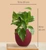 Greenkin Gold King Plant & ZZ Plant in Eco Pot