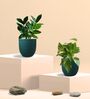 Greenkin Gold King Plant & ZZ Plant in Eco Pot