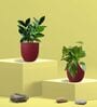 Greenkin Gold King Plant & ZZ Plant in Eco Pot