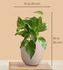 Greenkin Gold King Plant & ZZ Plant in Eco Pot