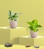 Greenkin Golden & Njoy Money Plant in Eco pot