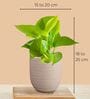 Greenkin Golden & Njoy Money Plant in Eco pot