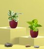 Greenkin Golden & Njoy Money Plant in Eco pot