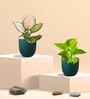 Greenkin Golden Money Plant & Aglaonema Plant in Eco pot