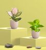 Greenkin Golden Money Plant & Aglaonema Plant in Eco pot
