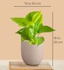 Greenkin Golden Money Plant & Aglaonema Plant in Eco pot