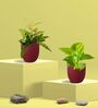 Greenkin Golden Money Plant & Bamboo Gold Plant in Eco pot