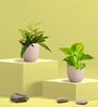 Greenkin Golden Money Plant & Bamboo Gold Plant in Eco pot