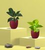 Greenkin Golden Money Plant & Peace Lily Plant in Eco pot