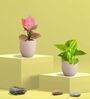 Greenkin Golden Money Plant & Pink Plant in Eco pot
