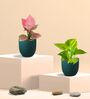 Greenkin Golden Money Plant & Pink Plant in Eco pot