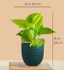 Greenkin Golden Money Plant & Pink Plant in Eco pot