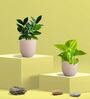 Greenkin Golden Money Plant & Zamia Plant in Eco pot
