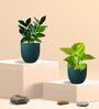 Greenkin Golden Money Plant & Zamia Plant in Eco pot