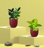 Greenkin Golden Money Plant & Zamia Plant in Eco pot