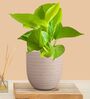 Greenkin Golden Money Plant in Cream Decor Pot