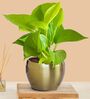 Greenkin Golden Money Plant in Golden Metal Pot