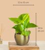 Greenkin Golden Money Plant in Golden Metal Pot