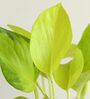 Greenkin Golden Money Plant Live Plant in Green Decor Pot
