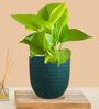 Greenkin Golden Money Plant Live Plant in Green Decor Pot